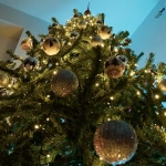 Christmas Trees in Germany