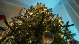 Christmas Trees in Germany